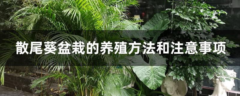 散尾葵盆栽的养殖方法和注意事项 散尾葵盆栽的养殖方法和注意事项