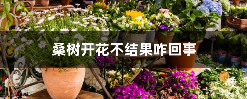 桑树开花不结果咋回事 桑树开花不结果咋回事