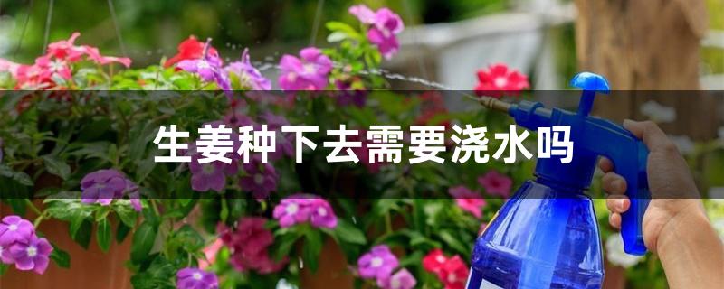 生姜种下去需要浇水吗 生姜种下去需要浇水吗