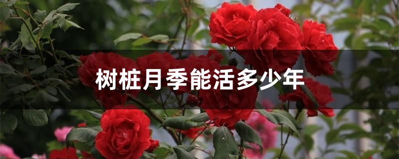 树桩月季能活多少年 树桩月季能活多少年