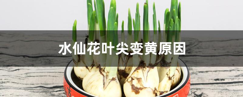 水仙花叶尖变黄原因 水仙花叶尖变黄原因