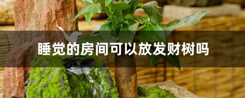 睡觉的房间可以放发财树吗 睡觉的房间可以放发财树吗