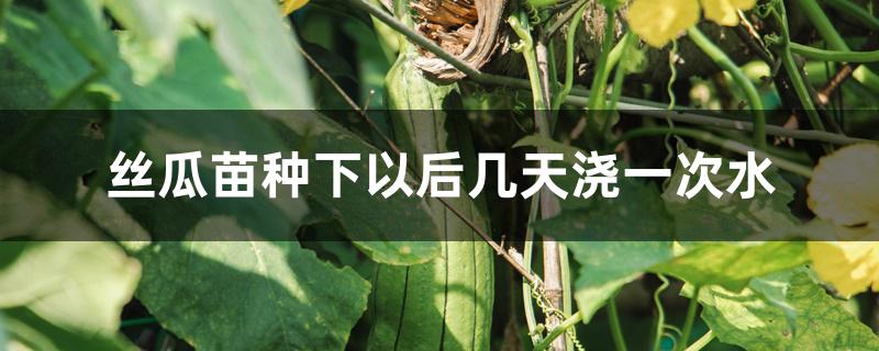 丝瓜苗种下以后几天浇一次水 丝瓜苗种下以后几天浇一次水