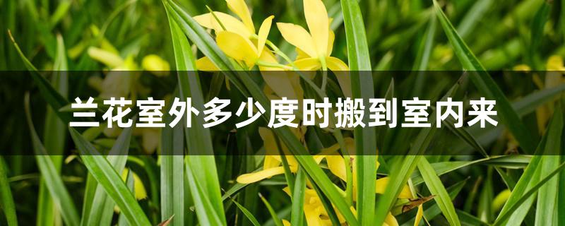 兰花室外多少度时搬到室内来 兰花室外多少度时搬到室内来