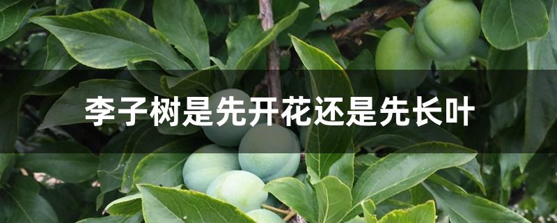 李子树是先开花还是先长叶 李子树是先开花还是先长叶
