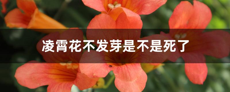 凌霄花不发芽是不是死了 凌霄花不发芽是不是死了