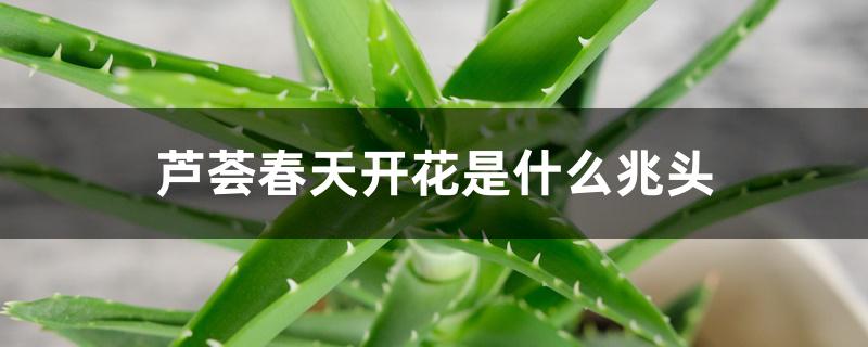 芦荟春天开花是什么兆头 芦荟春天开花是什么兆头