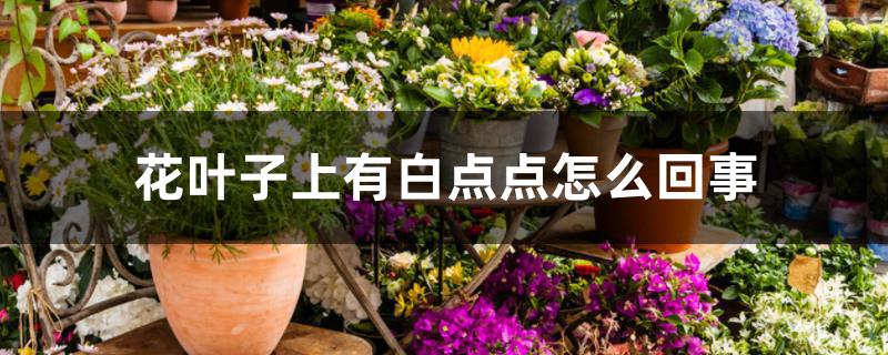 花叶子上有白点点怎么回事 花叶子上有白点点怎么回事