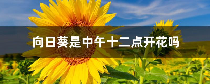 向日葵是中午十二点开花吗 向日葵是中午十二点开花吗