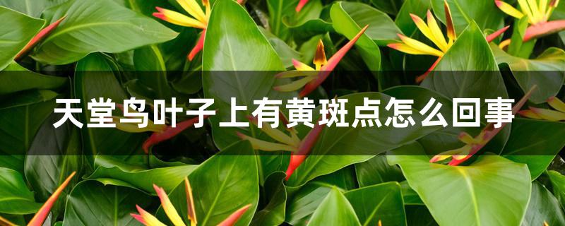 天堂鸟叶子上有黄斑点怎么回事 天堂鸟叶子上有黄斑点怎么回事
