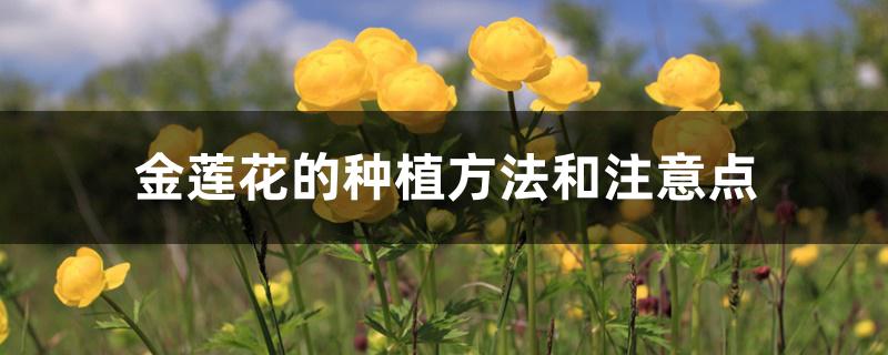 金莲花的种植方法和注意点 金莲花的种植方法和注意点