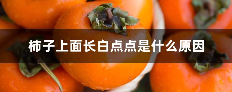 柿子上面长白点点是什么原因 柿子上面长白点点是什么原因
