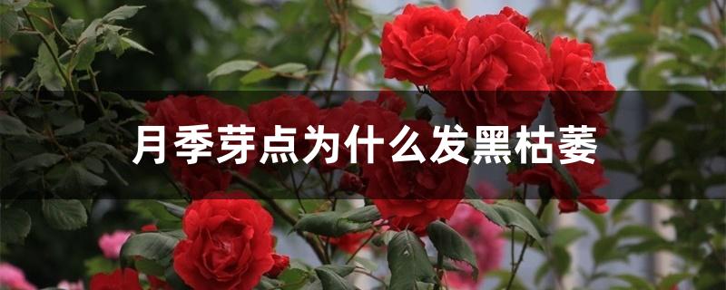 月季芽点为什么发黑枯萎 月季芽点为什么发黑枯萎