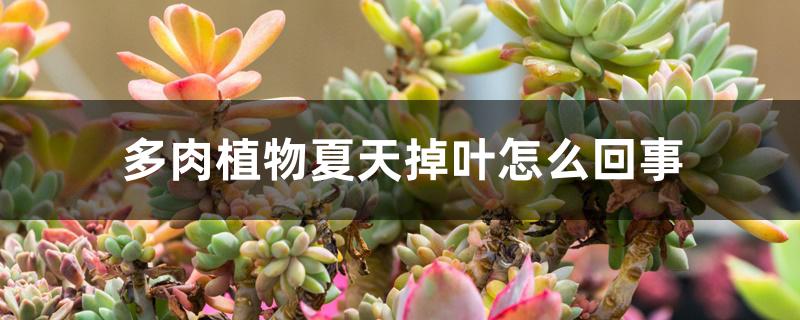 多肉植物夏天掉叶怎么回事 多肉植物夏天掉叶怎么回事
