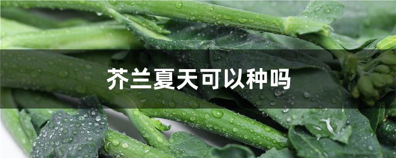 芥兰夏天可以种吗 芥兰夏天可以种吗