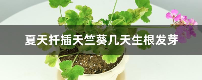 夏天扦插天竺葵几天生根发芽