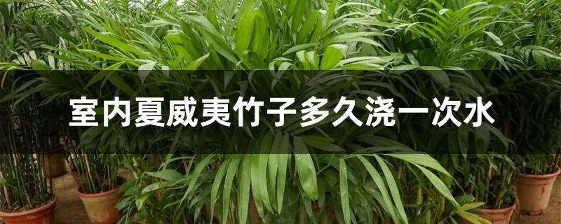 室内夏威夷竹子多久浇一次水 室内夏威夷竹子多久浇一次水