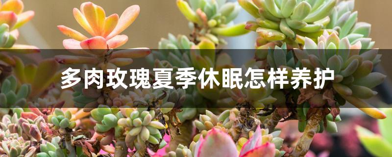 多肉玫瑰夏季休眠怎样养护 多肉玫瑰夏季休眠怎样养护