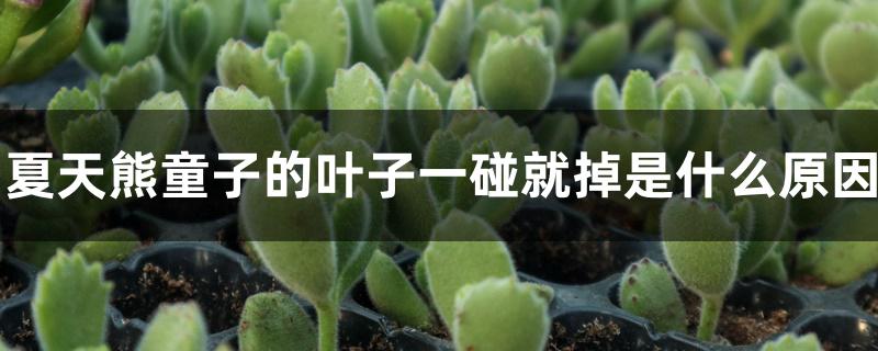 夏天熊童子的叶子一碰就掉是什么原因 夏天熊童子的叶子一碰就掉是什么原因