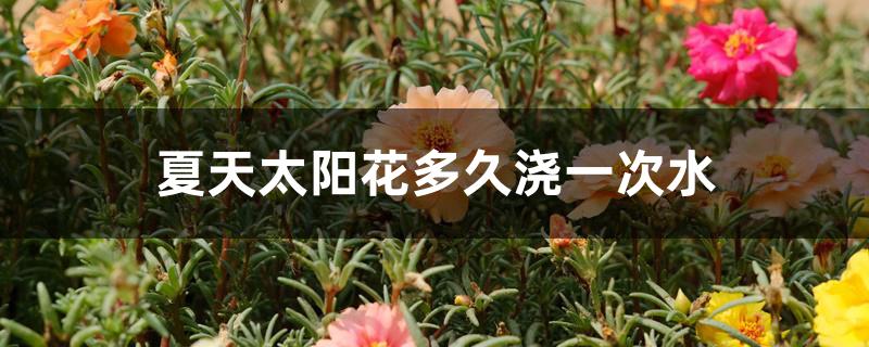 夏天太阳花多久浇一次水 夏天太阳花多久浇一次水