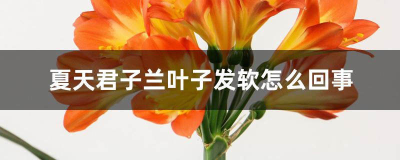 夏天君子兰叶子发软怎么回事 夏天君子兰叶子发软怎么回事