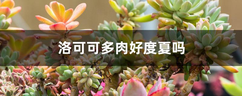 洛可可多肉好度夏吗 洛可可多肉好度夏吗