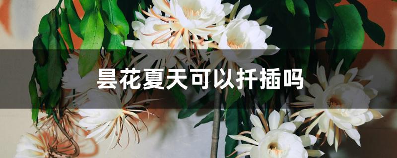昙花夏天可以扦插吗 昙花夏天可以扦插吗