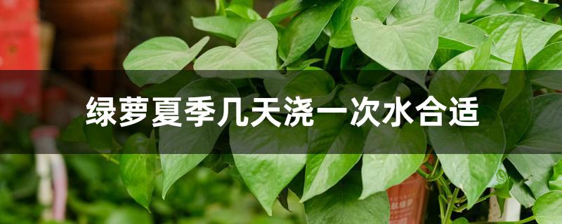 绿萝夏季几天浇一次水合适 绿萝夏季几天浇一次水合适