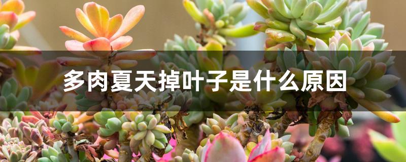 多肉夏天掉叶子是什么原因 多肉夏天掉叶子是什么原因