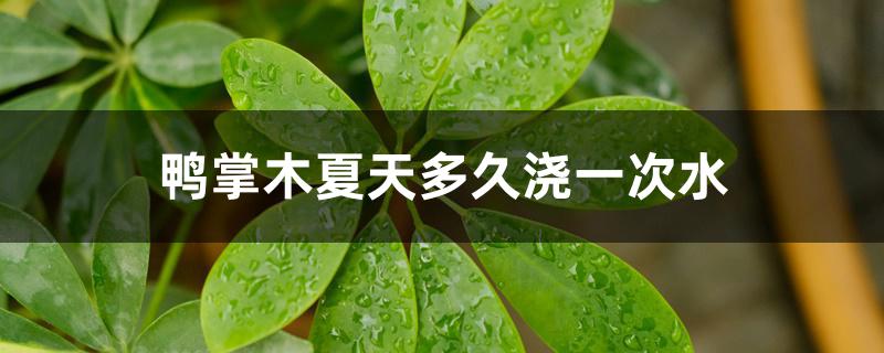 鸭掌木夏天多久浇一次水 鸭掌木夏天多久浇一次水