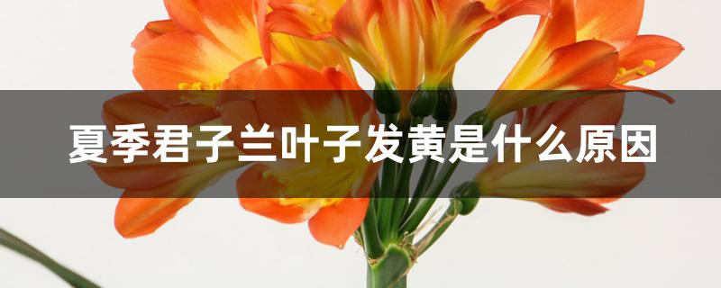 夏季君子兰叶子发黄是什么原因 夏季君子兰叶子发黄是什么原因