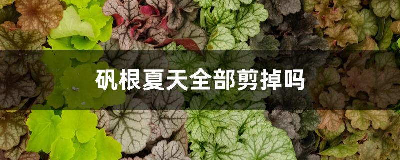 矾根夏天全部剪掉吗 矾根夏天全部剪掉吗