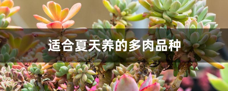 适合夏天养的多肉品种 适合夏天养的多肉品种