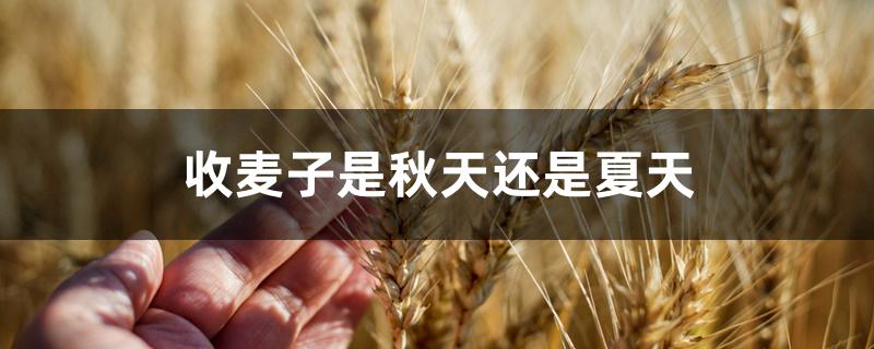收麦子是秋天还是夏天 收麦子是秋天还是夏天