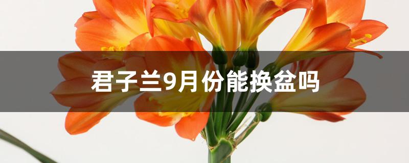 君子兰9月份能换盆吗 君子兰9月份能换盆吗