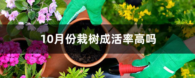 10月份栽树成活率高吗 10月份栽树成活率高吗