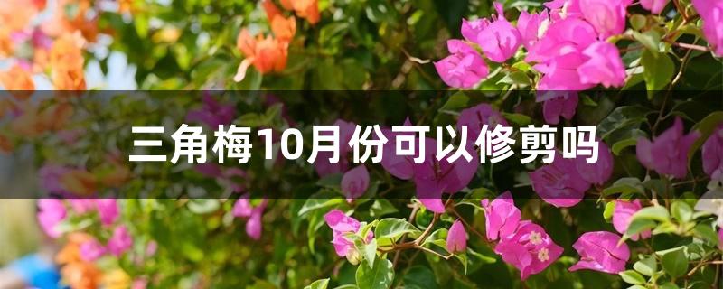 三角梅10月份可以修剪吗 三角梅10月份可以修剪吗