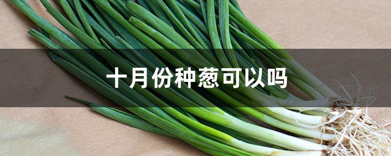十月份种葱可以吗 十月份种葱可以吗