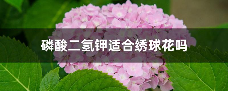 磷酸二氢钾适合绣球花吗 磷酸二氢钾适合绣球花吗