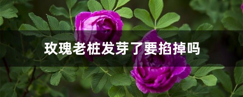 玫瑰老桩发芽了要掐掉吗 玫瑰老桩发芽了要掐掉吗
