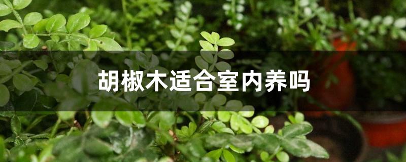胡椒木适合室内养吗