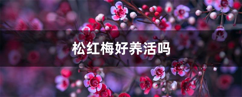 松红梅好养活吗 松红梅好养活吗