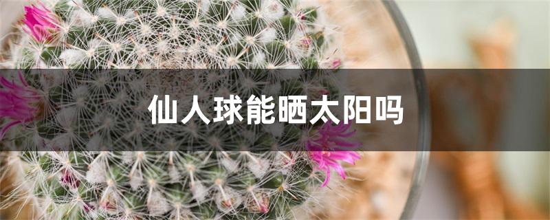 仙人球能晒太阳吗 仙人球能晒太阳吗