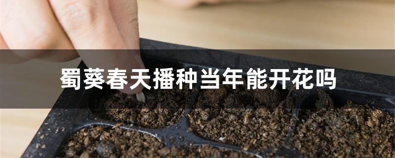 蜀葵春天播种当年能开花吗 蜀葵春天播种当年能开花吗
