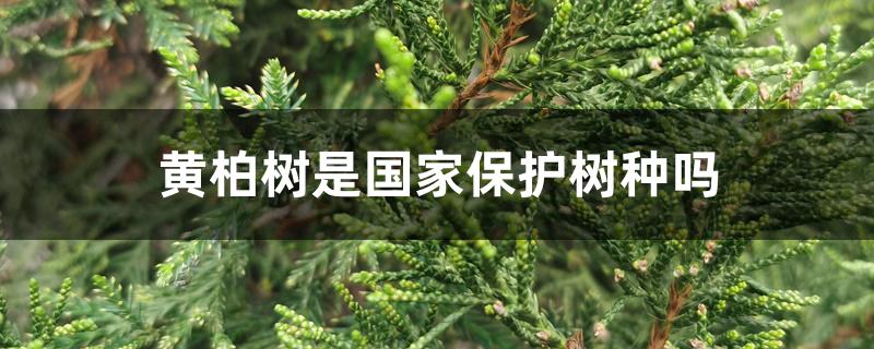 黄柏树是国家保护树种吗 黄柏树是国家保护树种吗