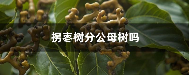 拐枣树分公母树吗 拐枣树分公母树吗