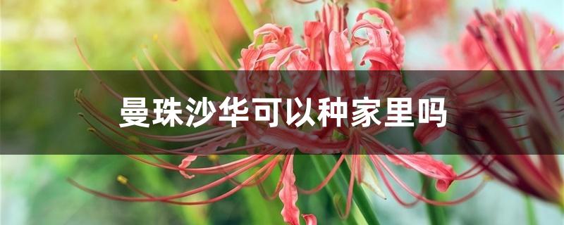 曼珠沙华可以种家里吗 曼珠沙华可以种家里吗