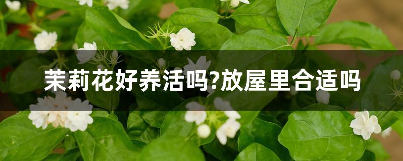 茉莉花好养活吗?放屋里合适吗 茉莉花好养活吗?放屋里合适吗