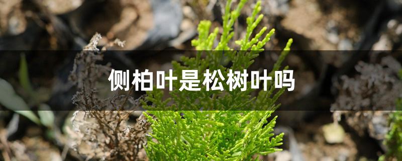 侧柏叶是松树叶吗 侧柏叶是松树叶吗