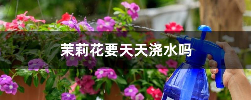 茉莉花要天天浇水吗 茉莉花要天天浇水吗